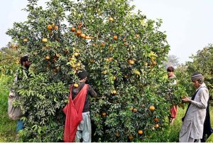 Labourers are busy plucking oranges from an orange garden at 75-Chak to deliver in fruit markets.