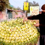 A vendor arranging and displaying the seasonal fruit (Guava) to attract customers at his roadside setup.