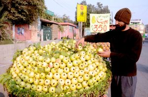 A vendor arranging and displaying the seasonal fruit (Guava) to attract customers at his roadside setup.