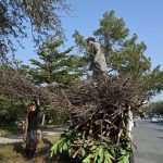 A nomad woman gathers dry tree branches from a greenbelt in G-8 for domestic use, particularly for cooking and heating during winter in the Federal Capital