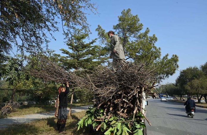 A nomad woman gathers dry tree branches from a greenbelt in G-8 for domestic use, particularly for cooking and heating during winter in the Federal Capital