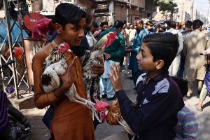 A young vendor carries his roosters for sale to attract customers at the Friday Bazaar on Goods Naka Road.
