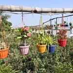 A vendor displays flowerpots to attract customers at a local nursery near Eidgah Road.