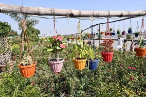 A vendor displays flowerpots to attract customers at a local nursery near Eidgah Road.