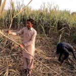 Farmers busy harvesting sugarcane in a field