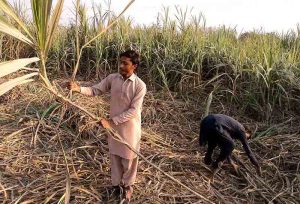 Farmers busy harvesting sugarcane in a field
