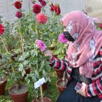 Students keenly viewing flowers during the 3-day Annual Chrysanthemum and Autumn Flower Show 2025 at the University of Agriculture Faisalabad (UAF).
