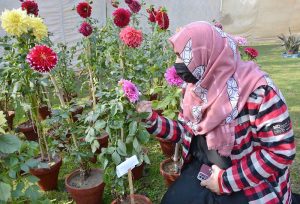 Students keenly viewing flowers during the 3-day Annual Chrysanthemum and Autumn Flower Show 2025 at the University of Agriculture Faisalabad (UAF).