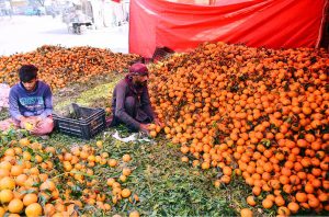 Vendors display the seasonal fruit oranges along the roadside in Latifabad to attract customers. APP/FHN/MAF/FHA