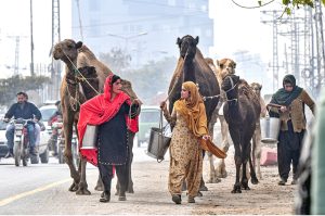 Women vendors, accompanied by camels are on their way to find customers for selling camel milk in the Federal Capital.