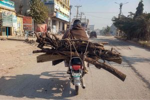 A nomad woman gathers dry tree branches from a greenbelt in G-8 for domestic use, particularly for cooking and heating during winter in the Federal Capital
