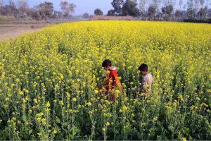 Farmers busy harvesting sugarcane in a field
