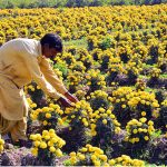 A farmer tends to blooming marigold flowers in his field ahead of the winter season.