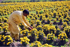 A farmer tends to blooming marigold flowers in his field ahead of the winter season.
