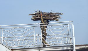 A person carries a bundle of dry tree branches while crossing the pedestrian bridge on Srinagar Highway in the Federal Capital.