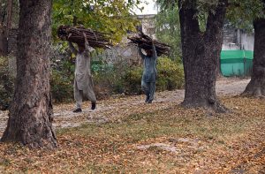 Men carry dry wood branches on their heads for domestic use in the G-7 area of the Federal Capital.