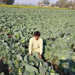 A farmer collects vegetables from a farm field along the Lahore Road.