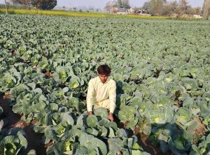 A farmer collects vegetables from a farm field along the Lahore Road.