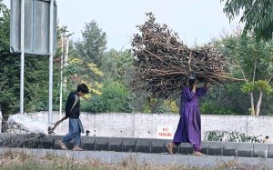 A nomad woman gathers dry tree branches from a greenbelt in G-8 for domestic use, particularly for cooking and heating during winter in the Federal Capital