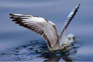 A view of seagull bird picking the little fish in the water pond at Qasimabad.