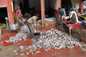 Workers sort and shovel freshly caught fish amid melting ice on the wet floor of a busy wholesale fish market.