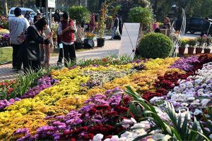 Visitors explore and capture moments at the two-day Chrysanthemum Winter Festival 2025 organized by the CDA at Gardenia Hub
