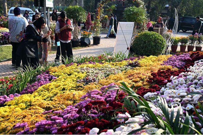 Visitors explore and capture moments at the two-day Chrysanthemum Winter Festival 2025 organized by the CDA at Gardenia Hub