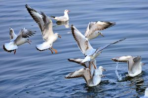 A view of seagull bird picking the little fish in the water pond at Qasimabad.