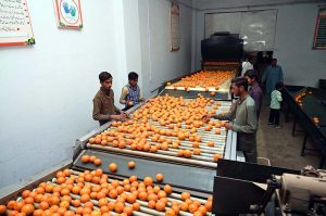 Workers are busy processing kinnow oranges and removing damaged fruit with the help of machinery at the National Kinnow Factory at Bhalwal Road.