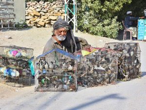 An elderly person on the way on his motorcycle loaded with chips bags to deliver them to various shops at Latifabad.