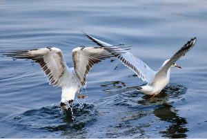 A view of seagull bird picking the little fish in the water pond at Qasimabad.