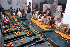 Workers are busy processing kinnow oranges and removing damaged fruit with the help of machinery at the National Kinnow Factory at Bhalwal Road.