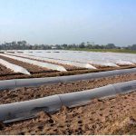 Plastic sheets cover plants as protection against chilly weather at a farm field.
