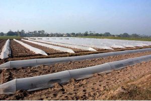 Plastic sheets cover plants as protection against chilly weather at a farm field.