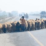 A shepherd boy leads a flock of sheep along a highway on the outskirts of the city as vehicles pass by, posing risks to both commuters and livestock.