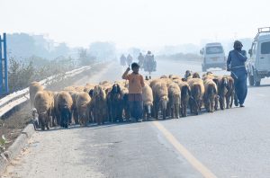 A shepherd boy leads a flock of sheep along a highway on the outskirts of the city as vehicles pass by, posing risks to both commuters and livestock.