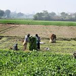 Farmers collecting and packing spinach for delivery to vegetable market at filed area.