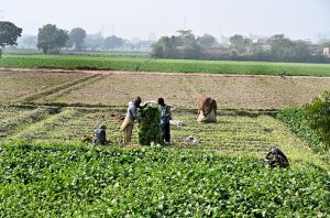 Farmers collecting and packing spinach for delivery to vegetable market at filed area.