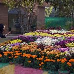 Visitors explore and capture moments at the two-day Chrysanthemum Winter Festival 2025 organized by the CDA at Gardenia Hub