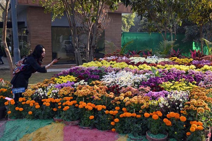 Visitors explore and capture moments at the two-day Chrysanthemum Winter Festival 2025 organized by the CDA at Gardenia Hub
