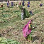 Farmers cut fodder in a field along New Hyderabad City Road for delivery to other cities.