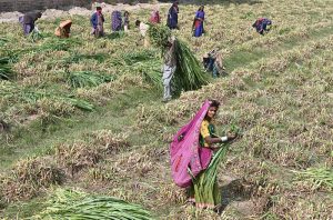 Farmers cut fodder in a field along New Hyderabad City Road for delivery to other cities.