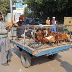 A vendor is displaying and selling desi chickens on a tricyle along roadside to attract customers.