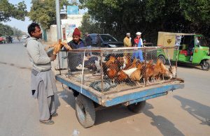 A vendor is displaying and selling desi chickens on a tricyle along roadside to attract customers.