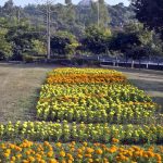 A memorizing view of blooming rosemary flower in th egreen belt is enhanceing the beauty of the federal capital.