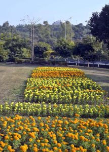 A memorizing view of blooming rosemary flower in th egreen belt is enhanceing the beauty of the federal capital.