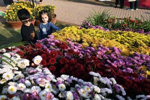Visitors explore and capture moments at the two-day Chrysanthemum Winter Festival 2025 organized by the CDA at Gardenia Hub