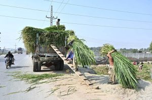 Farmers cut fodder in a field along New Hyderabad City Road for delivery to other cities.