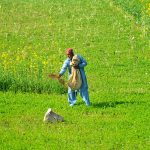 A farmer applies fertilizer to his field, nurturing healthy crops during the growing season in a verdant rural setting.