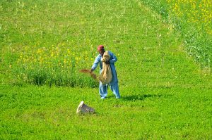 A farmer applies fertilizer to his field, nurturing healthy crops during the growing season in a verdant rural setting.